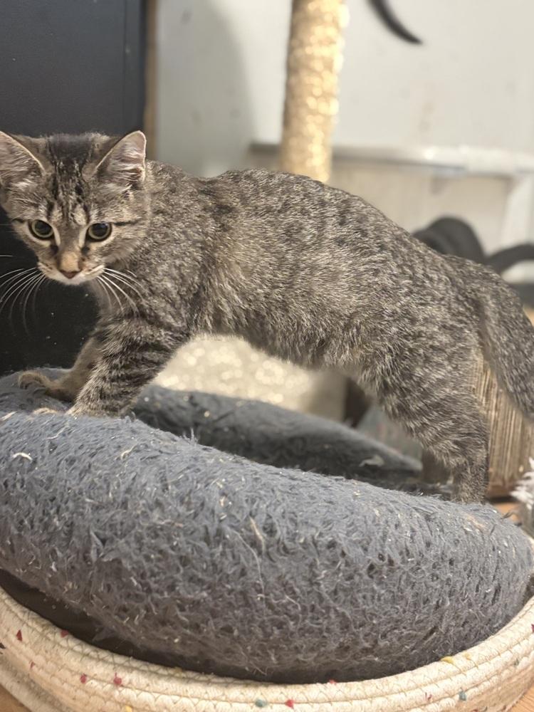 Enlarge Bronte, a Adoptable Domestic Short Hair in Palatine, IL image 1/2