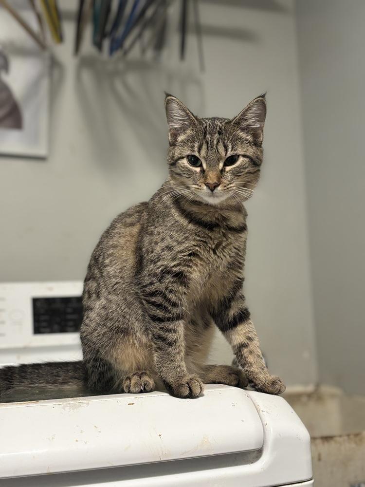 Enlarge Bronte, a Adoptable Domestic Short Hair in Palatine, IL image 2/3