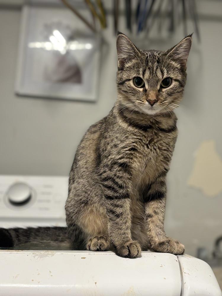 Enlarge Bronte, a Adoptable Domestic Short Hair in Palatine, IL image 3/3