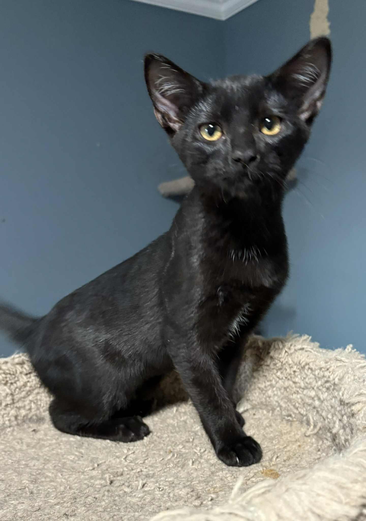 Enlarge Feyra (BSM-Fostered in TN), a Adoptable mixed breed in Brooklyn, CT image 4/6