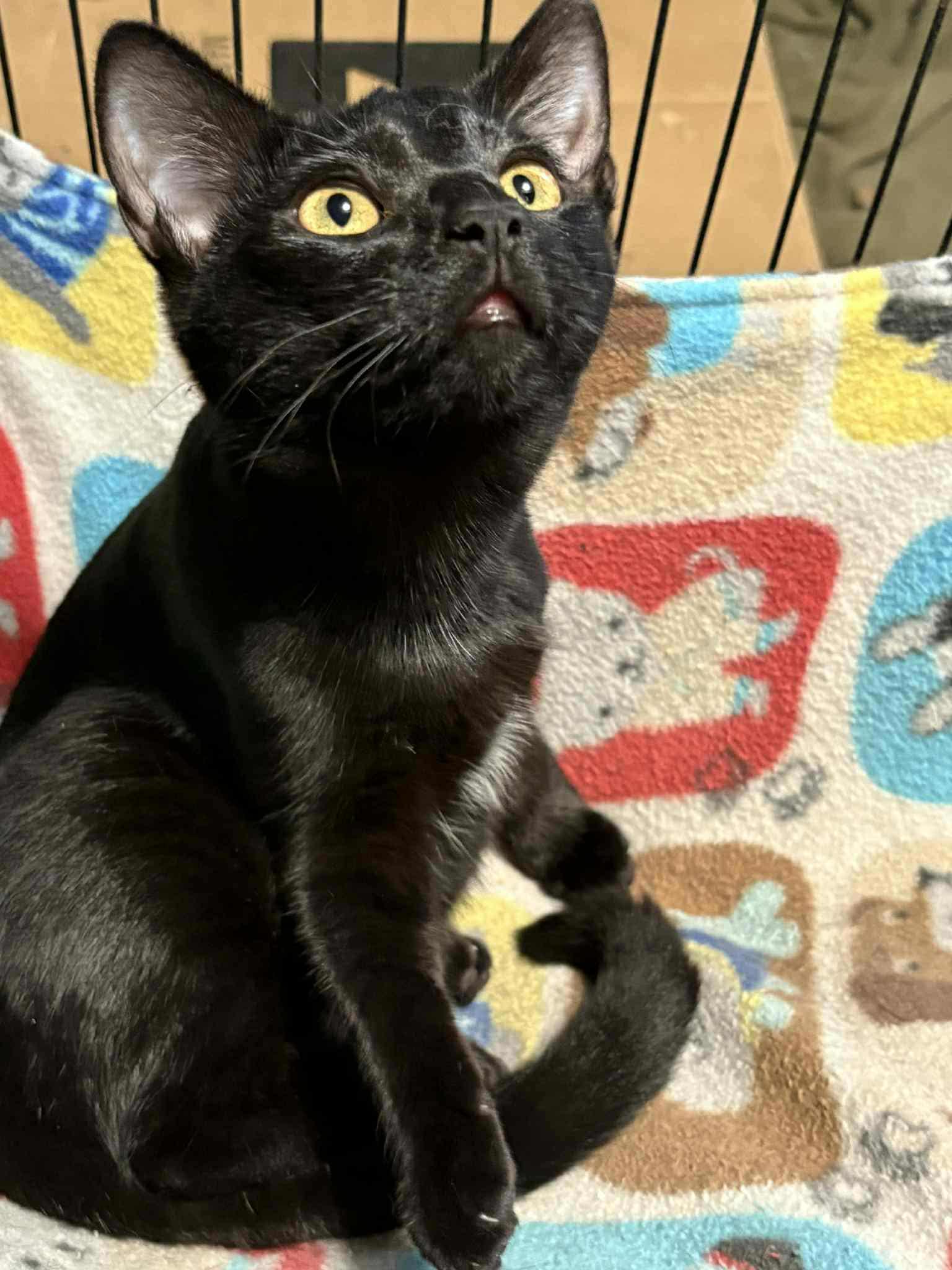 Feyra (BSM-Fostered in TN)