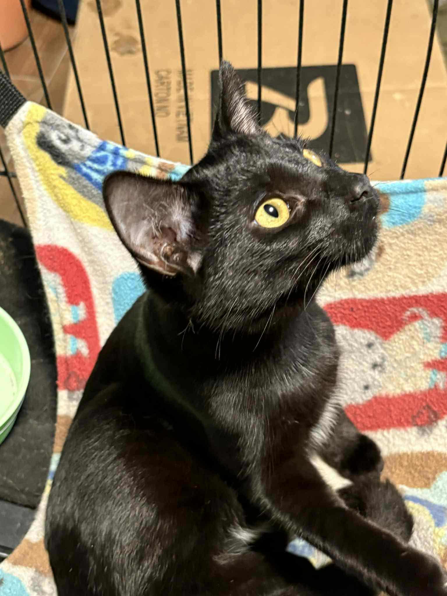 Feyra (BSM-Fostered in TN)