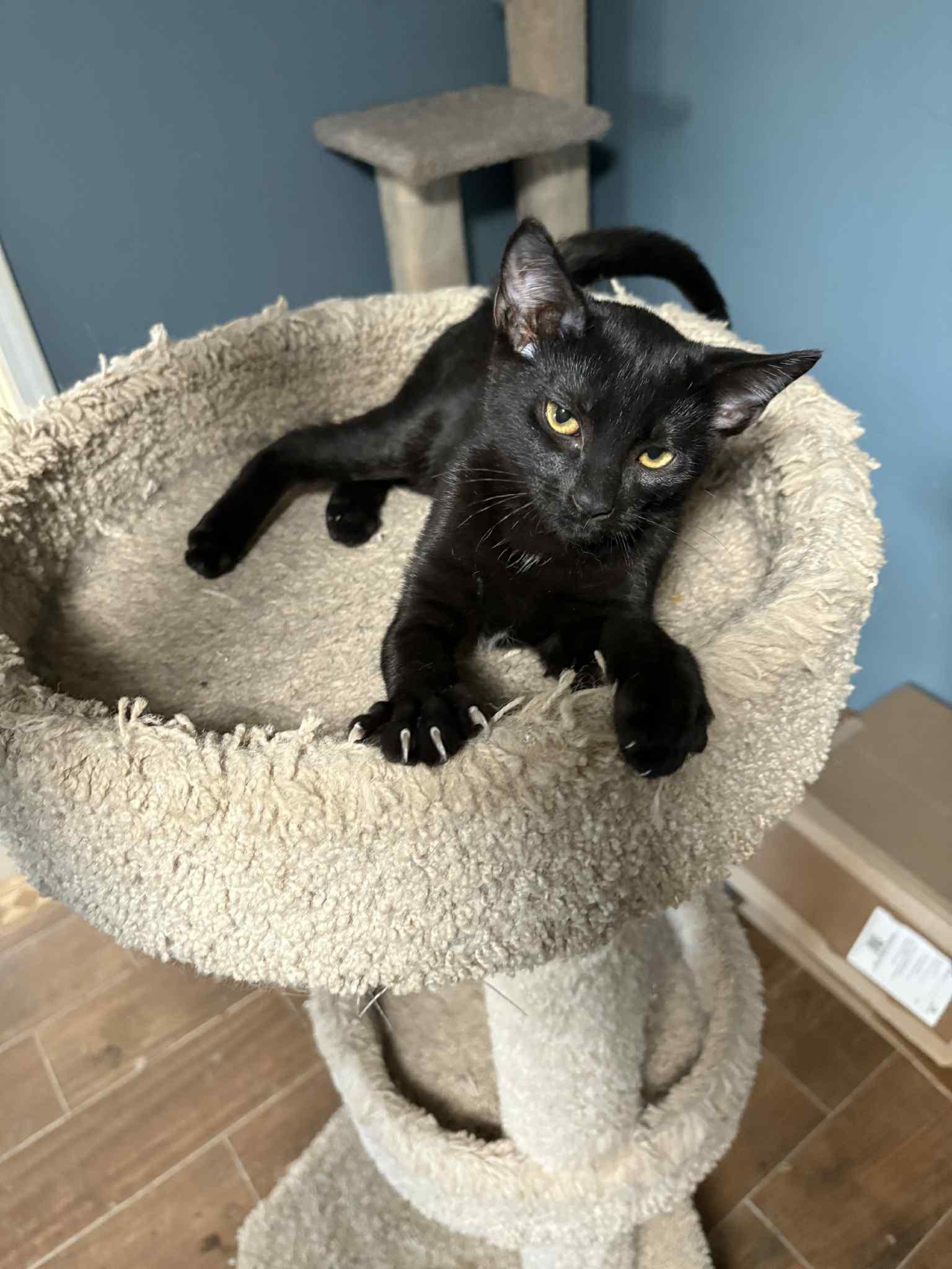 Feyra (BSM-Fostered in TN)