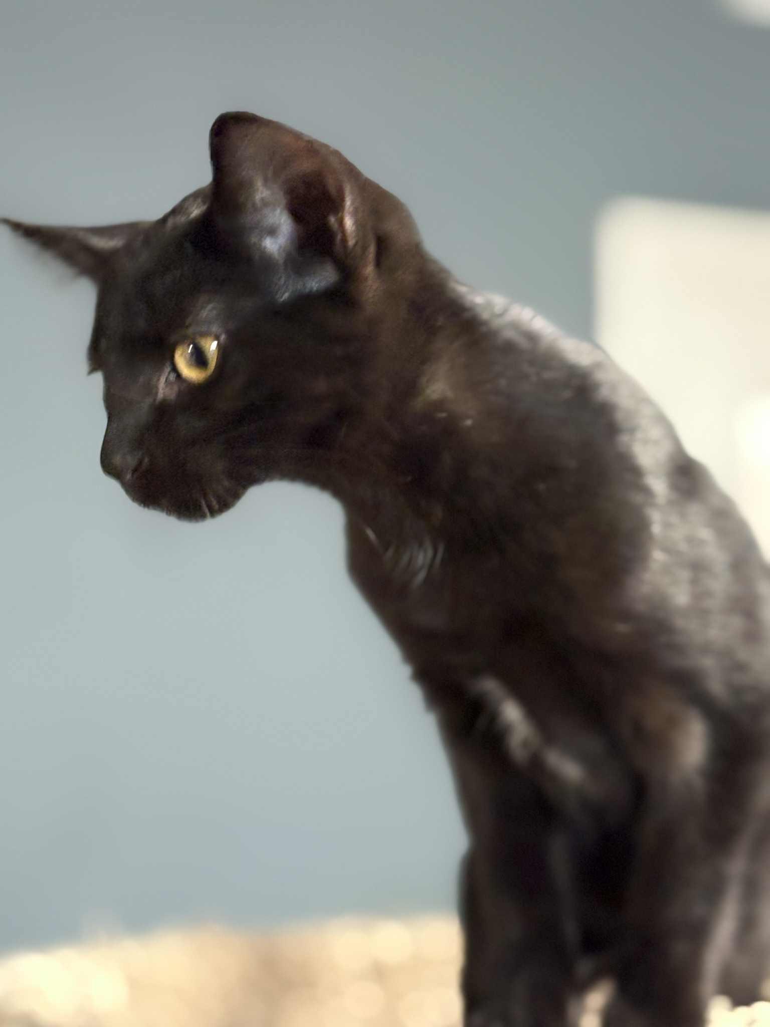 Feyra (BSM-Fostered in TN)