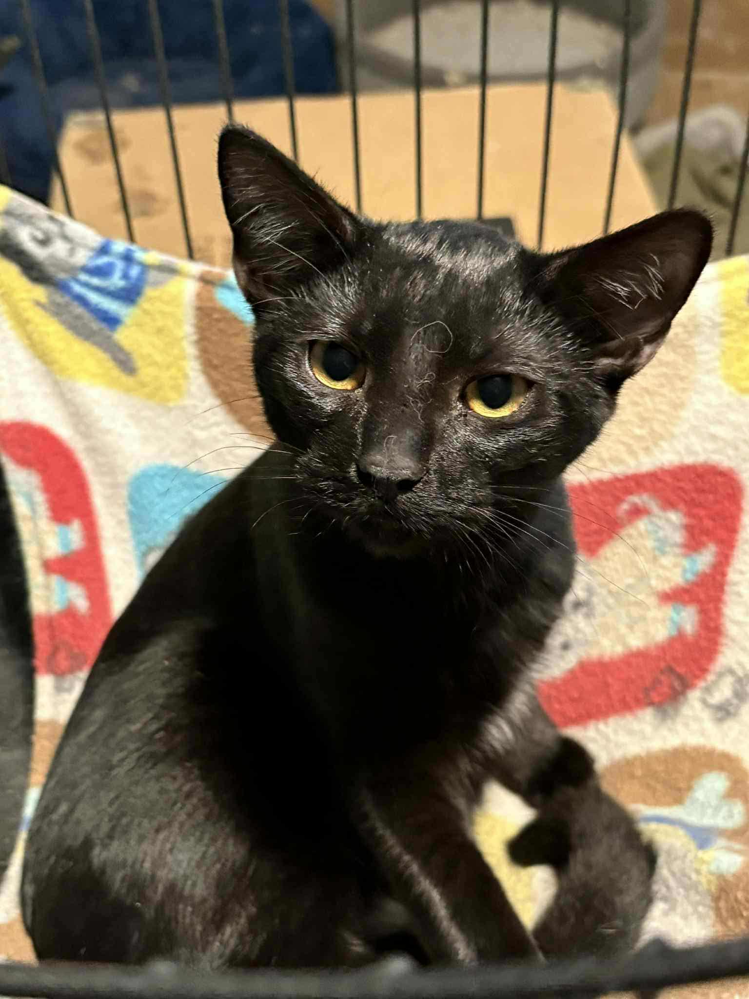 Feyra (BSM-Fostered in TN)