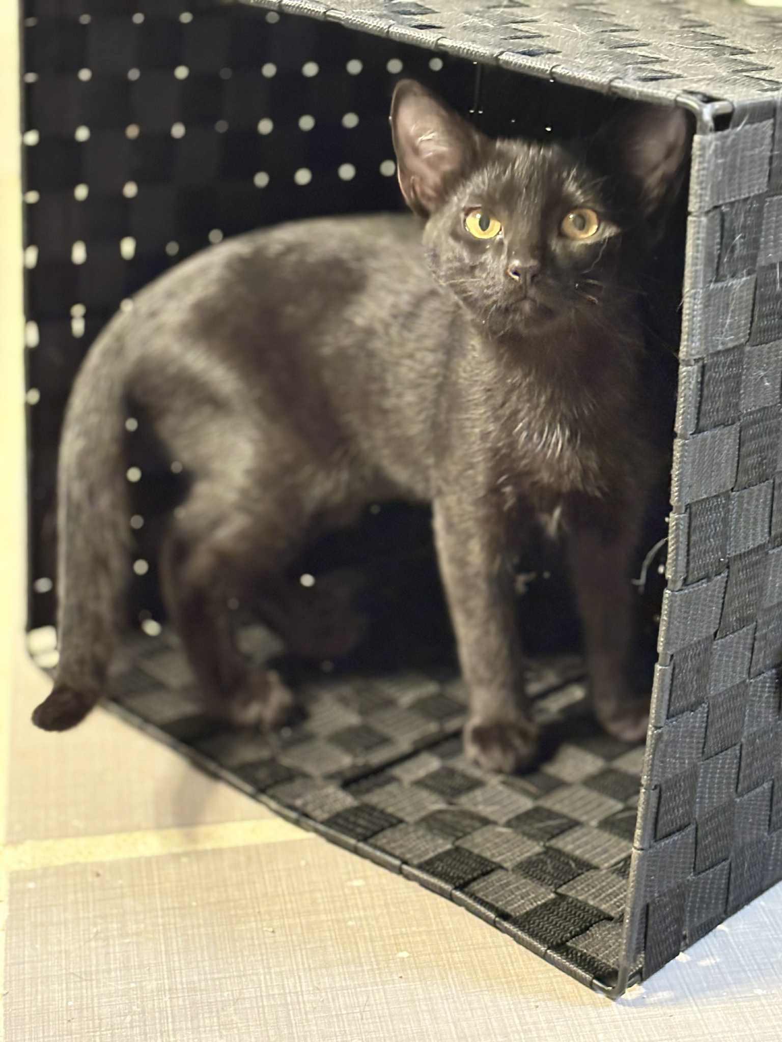 Feyra (BSM-Fostered in TN)