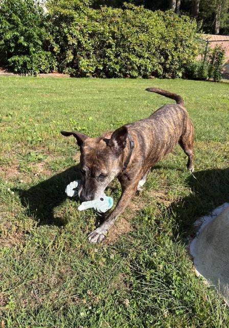 Enlarge Zara, a Adoptable mixed breed in Edgewater, NJ image 3/3