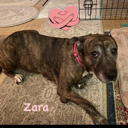 Zara, ADOPTABLE, Adult Female Catahoula Leopard Dog & Pit Bull Terrier.