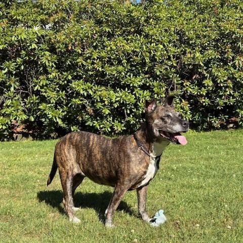 Enlarge Zara, a Adoptable mixed breed in Edgewater, NJ image 2/3