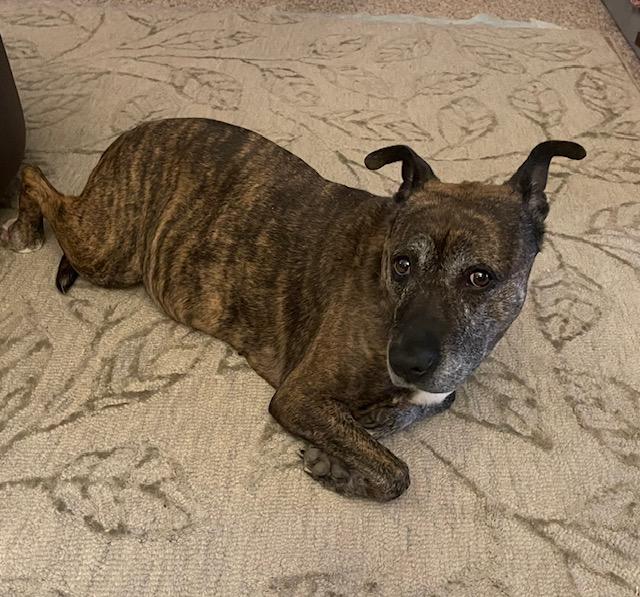 Enlarge Zara, a ADOPTABLE mixed breed in Edgewater, NJ image 4/4