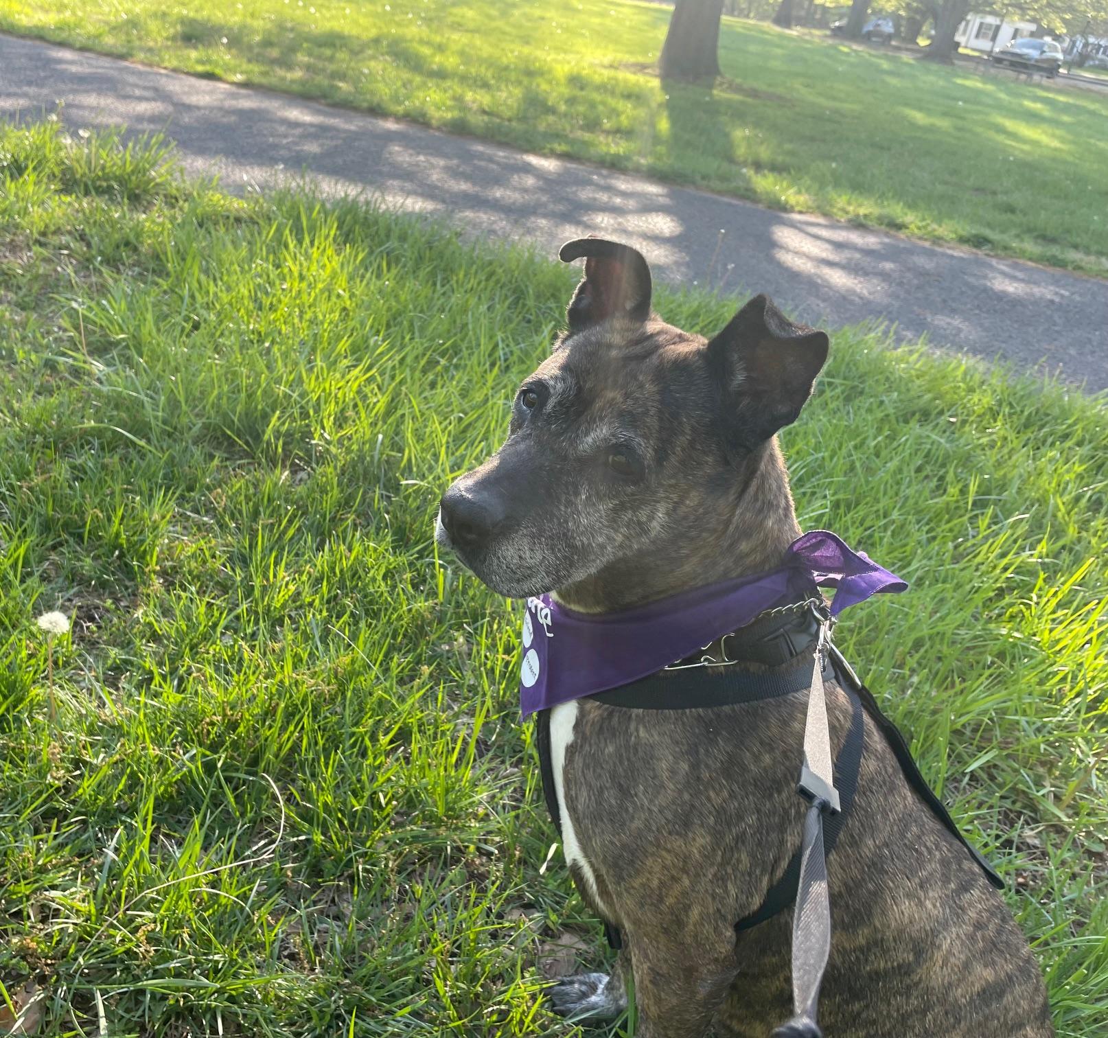 Enlarge Zara, a ADOPTABLE mixed breed in Edgewater, NJ image 2/4