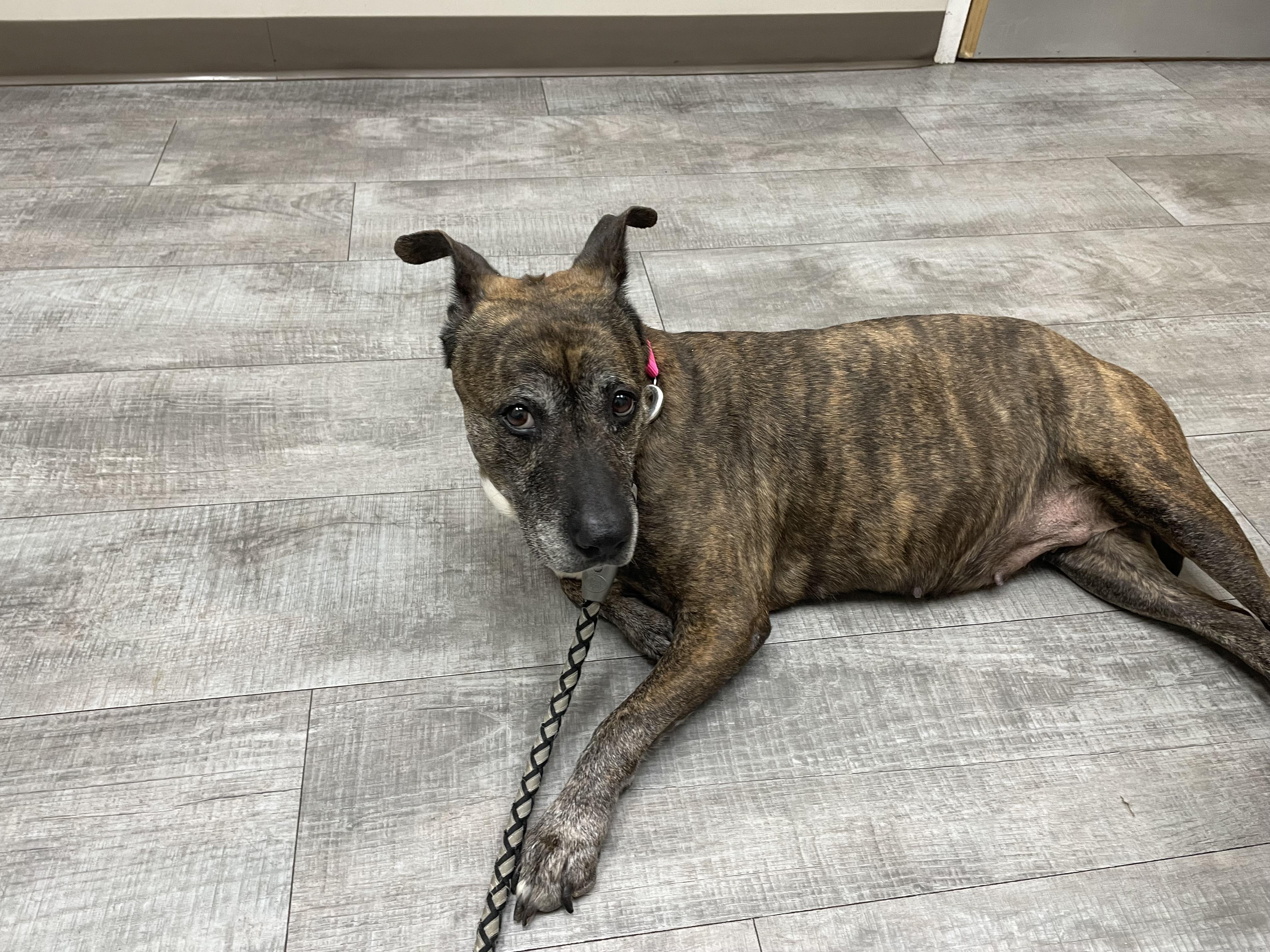 Enlarge Zara, a ADOPTABLE mixed breed in Edgewater, NJ image 2/4