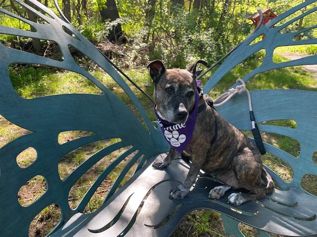 Enlarge Zara, a ADOPTABLE mixed breed in Edgewater, NJ image 3/4