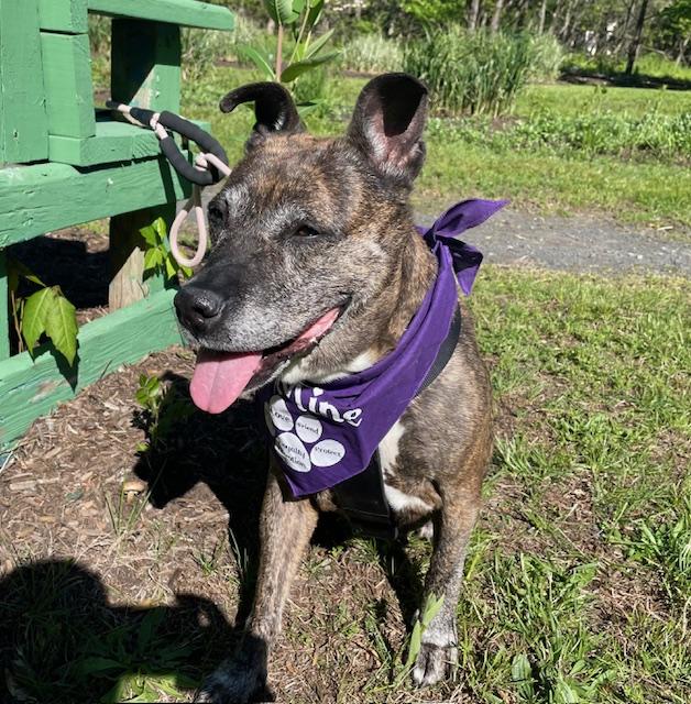 Zara, ADOPTABLE, Adult Female Patterdale Terrier / Fell Terrier & Terrier.