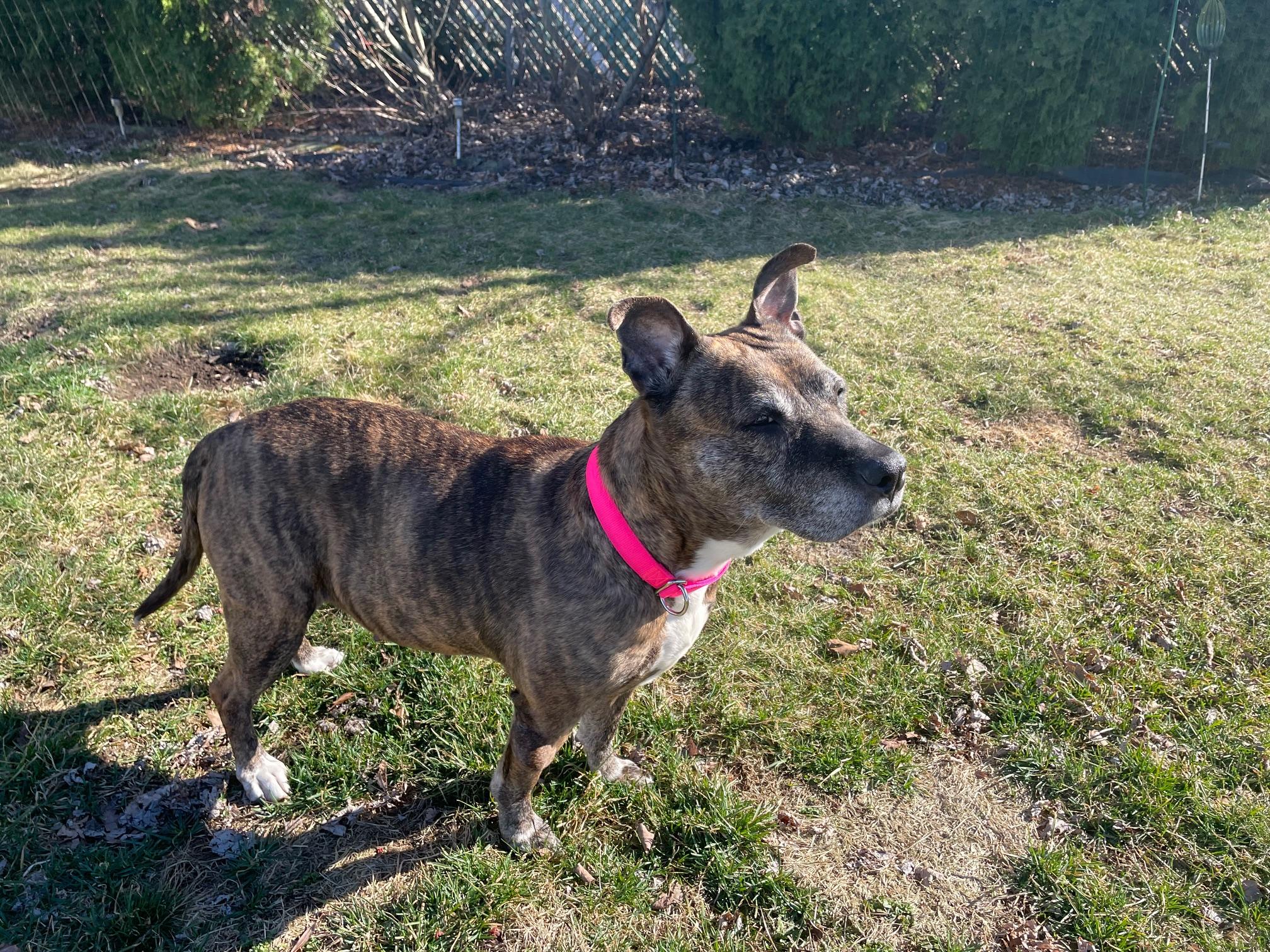 Enlarge Zara, a ADOPTABLE mixed breed in Edgewater, NJ image 3/4