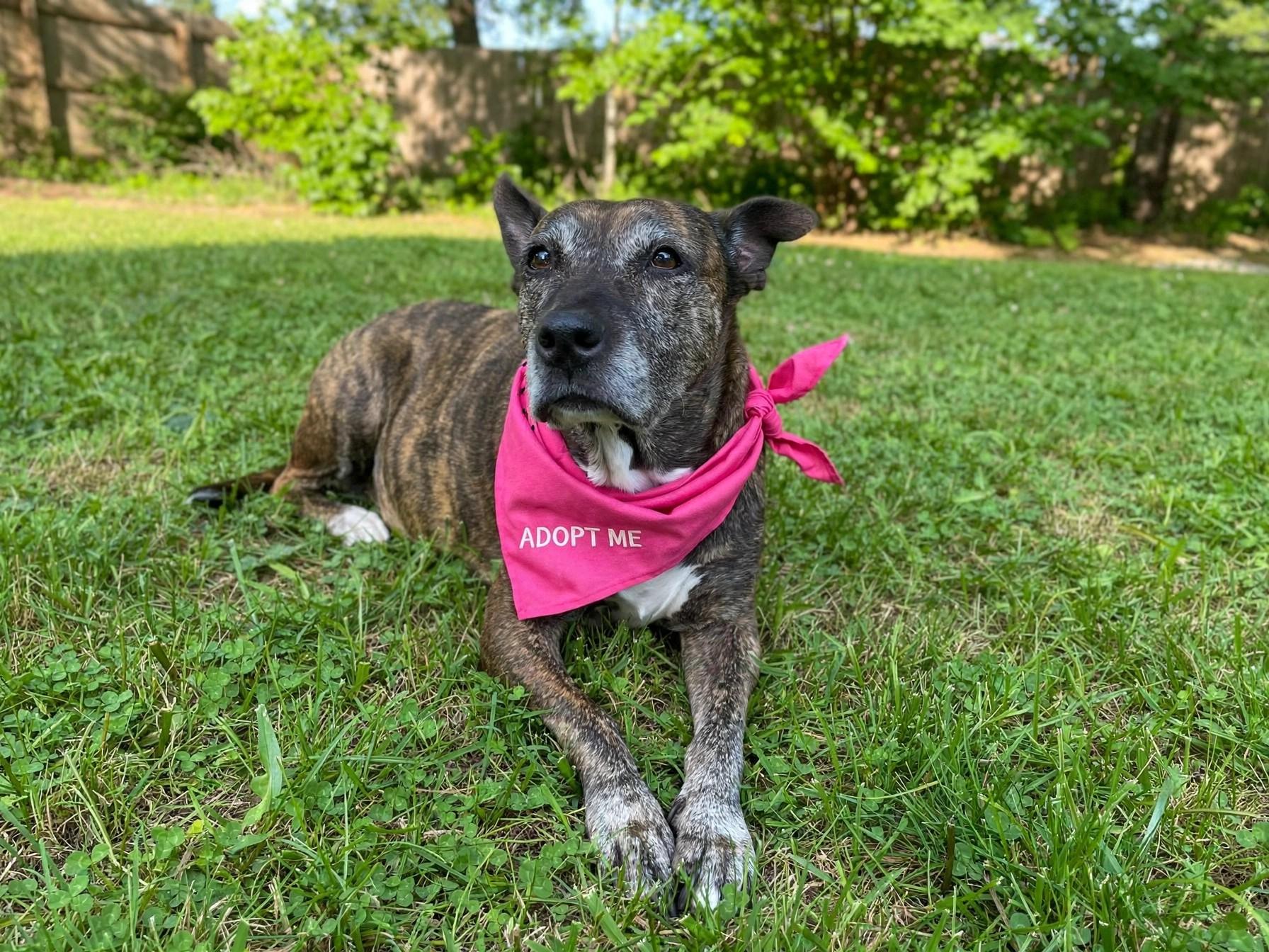 Zara, Adoptable, Adult Female Plott Hound & Terrier.