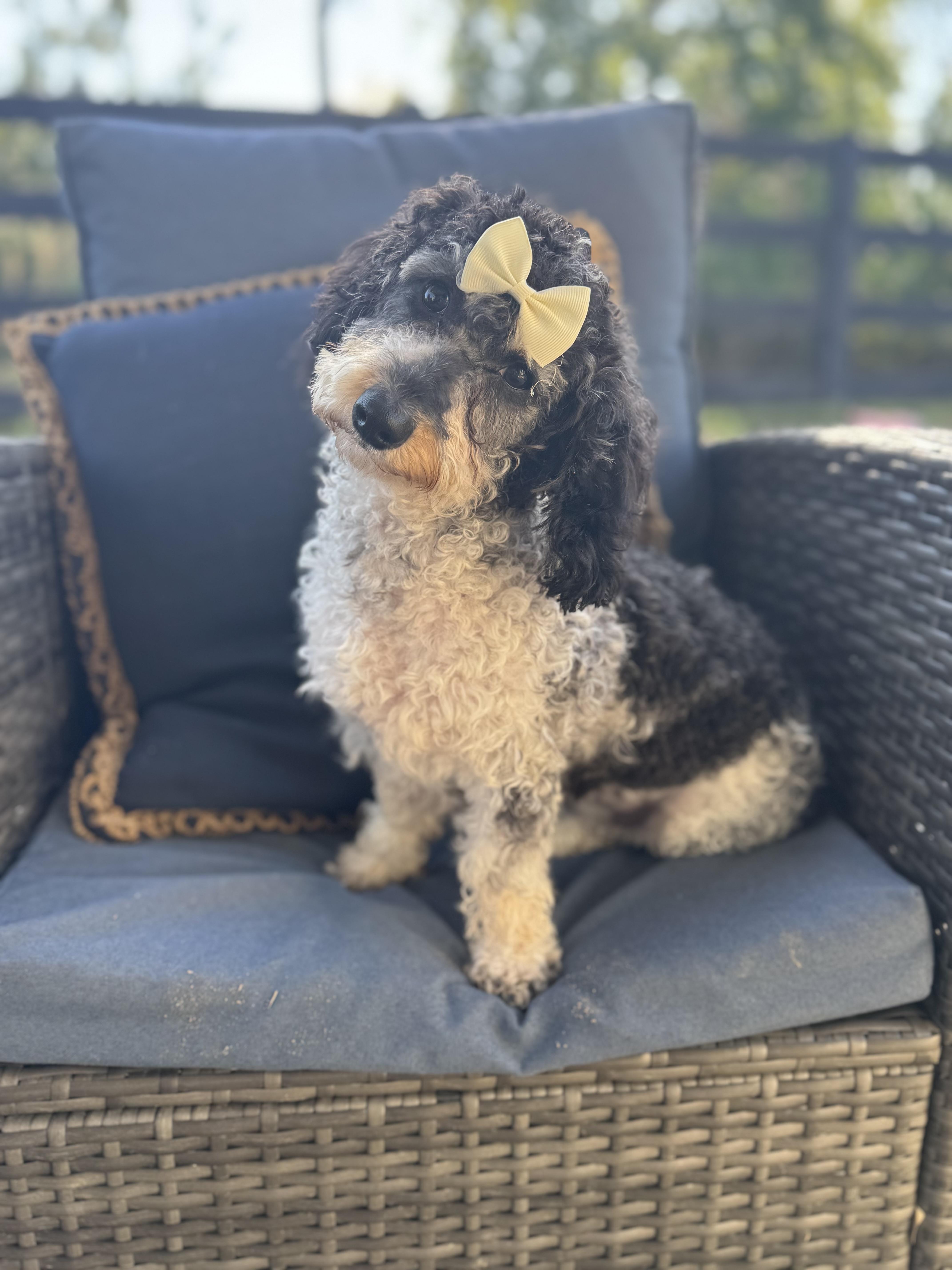 Nala, an adoptable Cavapoo in Atlanta, GA, 30350 | Photo Image 1