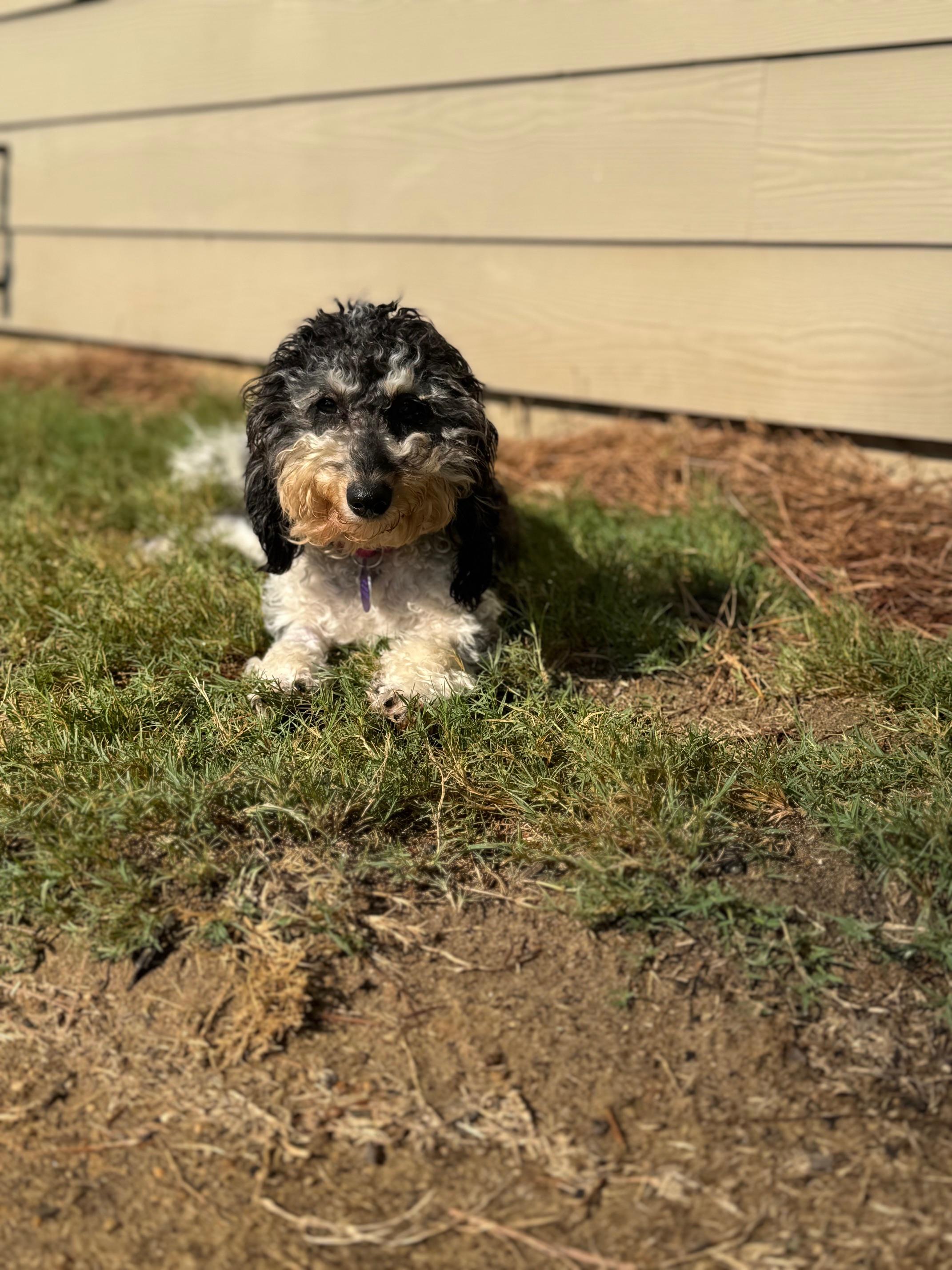 Nala, an adoptable Cavapoo in Atlanta, GA, 30350 | Photo Image 5