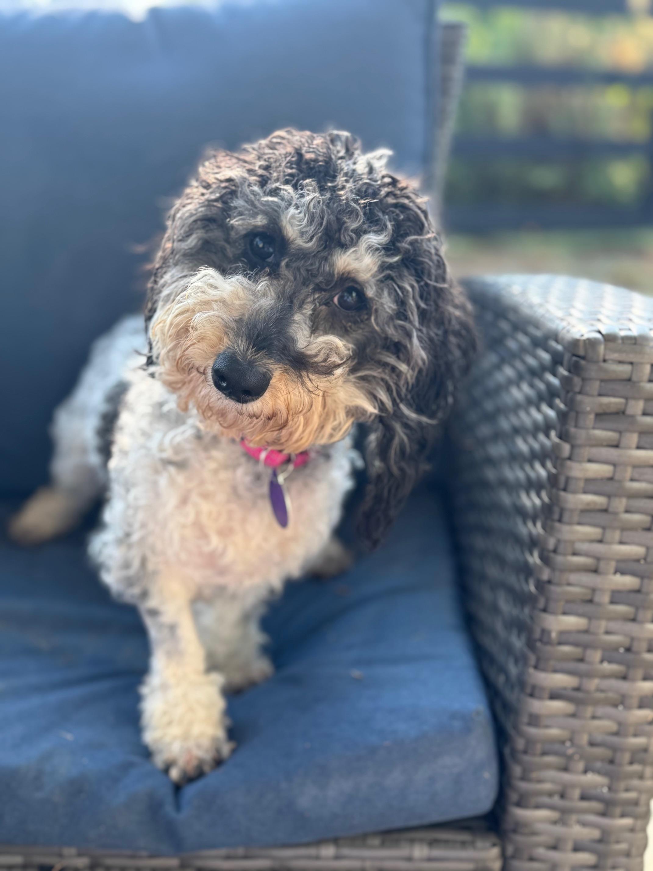 Nala, an adoptable Cavapoo in Atlanta, GA, 30350 | Photo Image 2