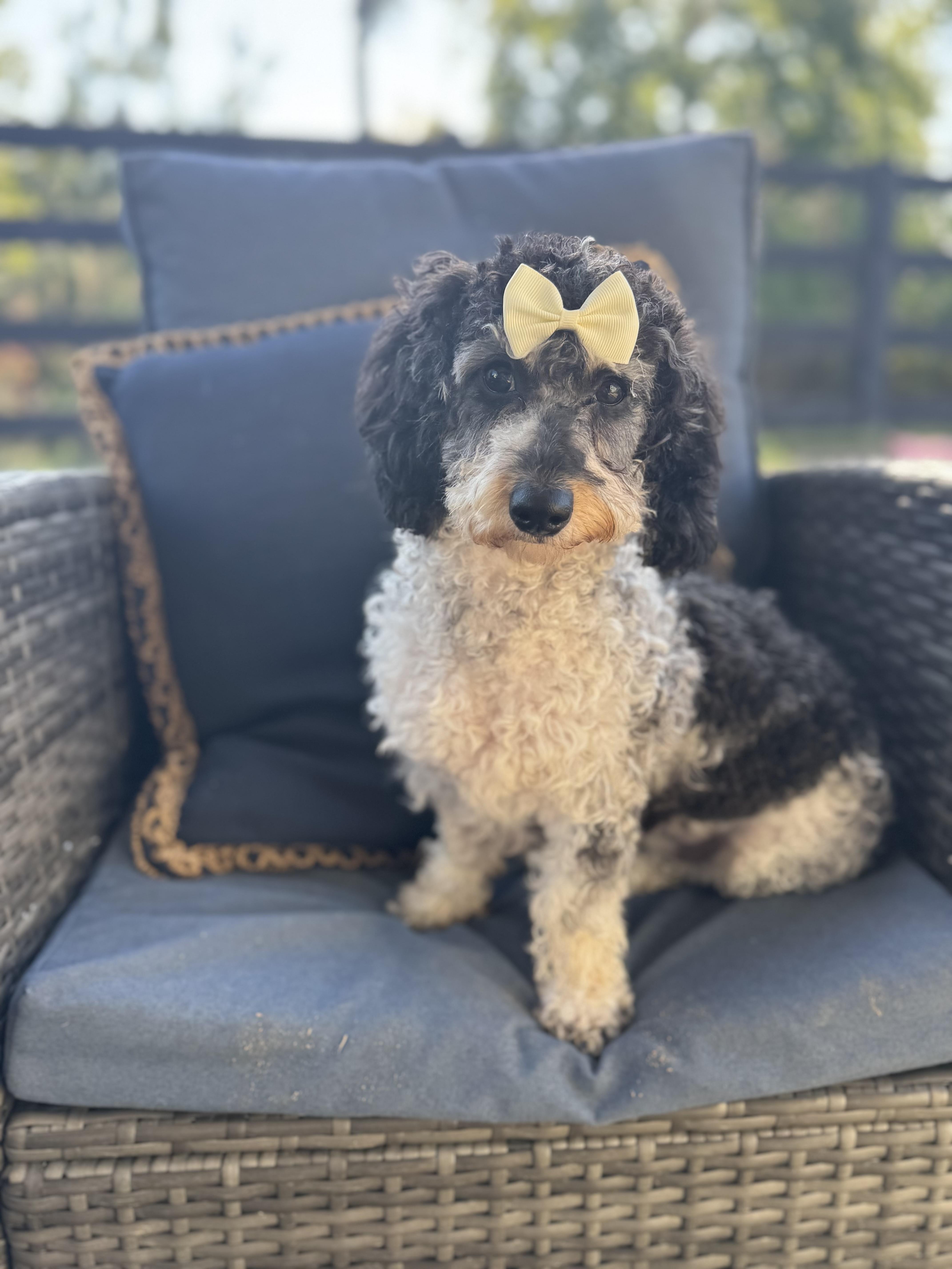 Nala, an adoptable Cavapoo in Atlanta, GA, 30350 | Photo Image 4