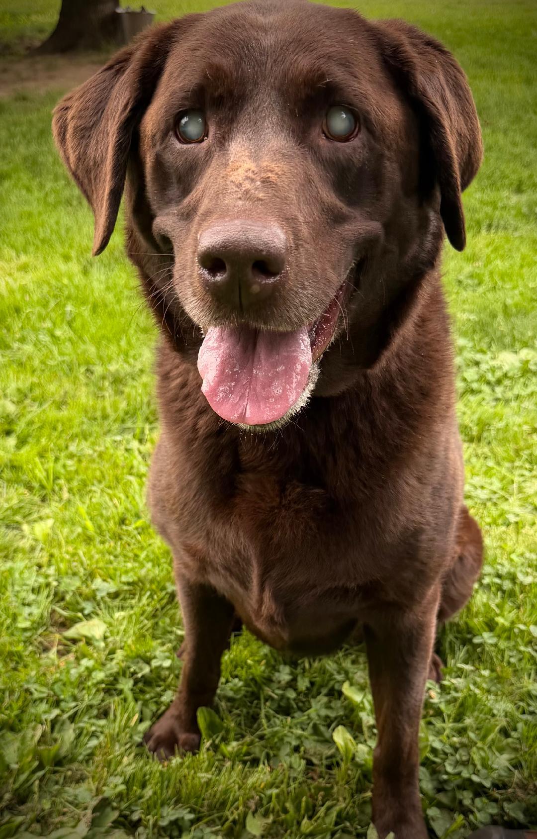 Enlarge Snickers, a Adopted Chocolate Labrador Retriever in New Milford, CT image 1/2