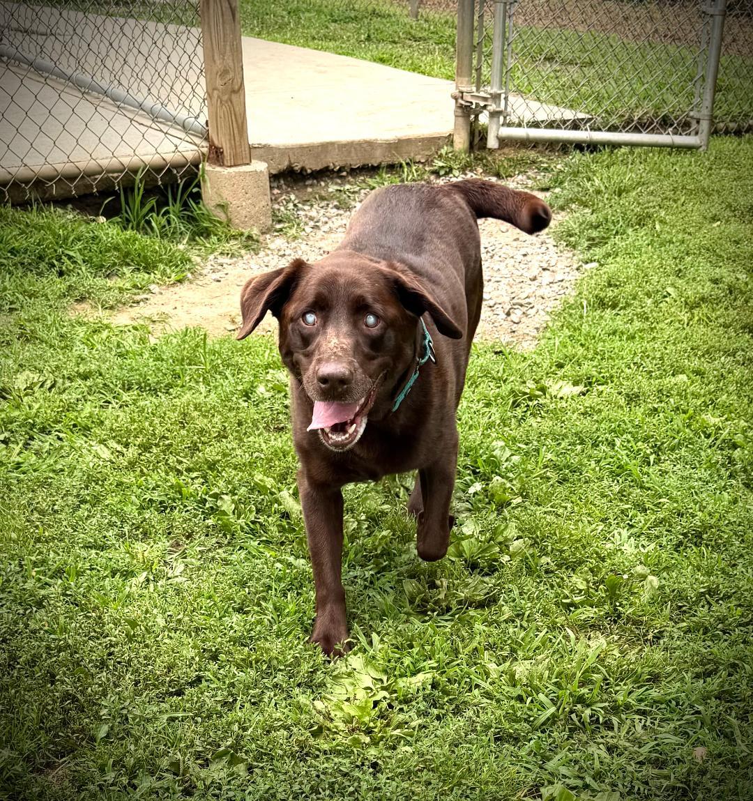Enlarge Snickers, a Adopted Chocolate Labrador Retriever in New Milford, CT image 2/2