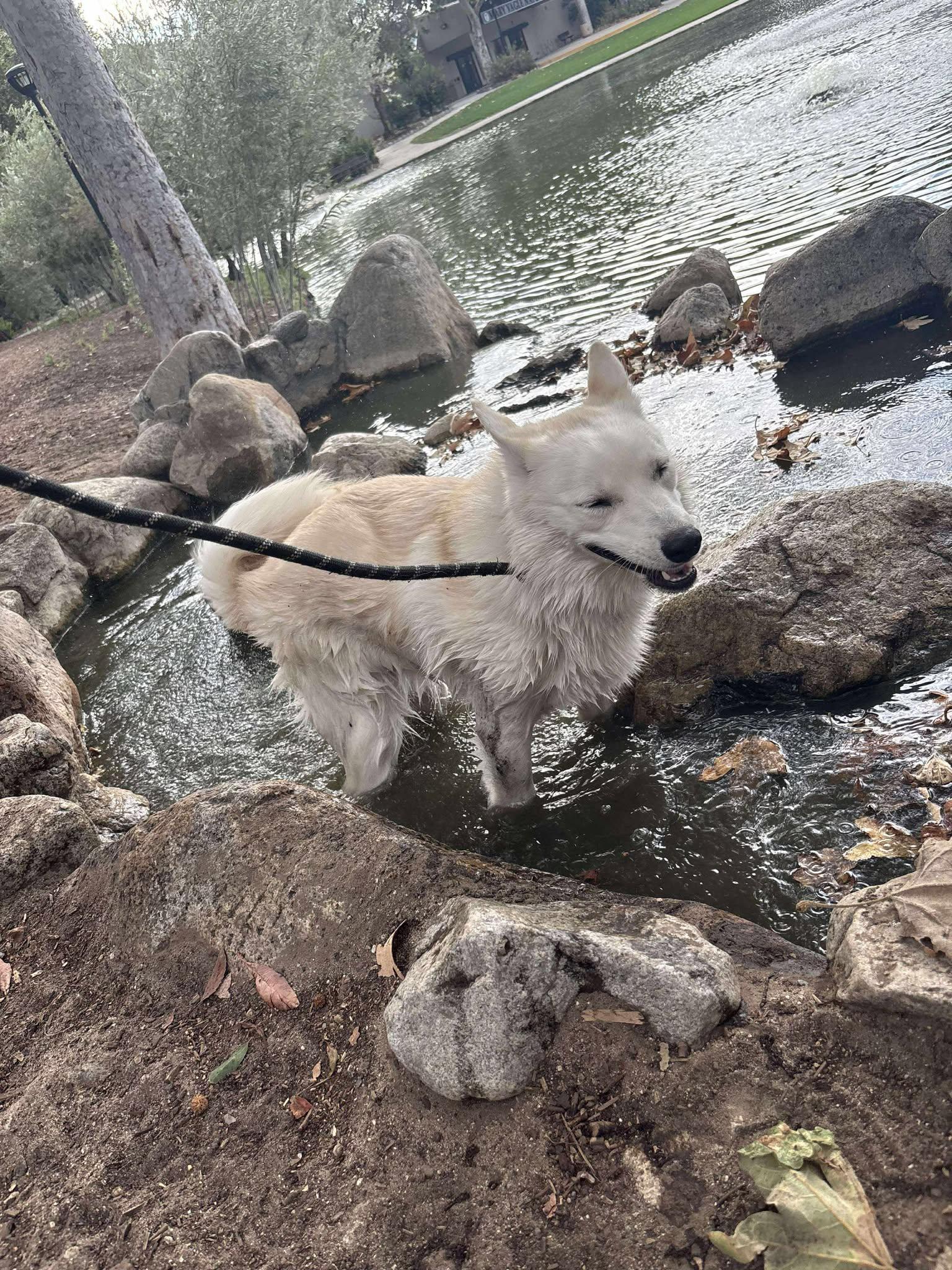 Enlarge Joey, a Adoptable American Eskimo Dog in St. Paul, MN image 5/6