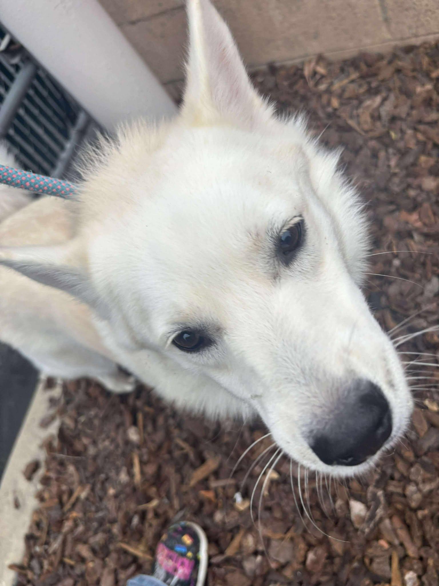 Joey, Adoptable, Young Male American Eskimo Dog.