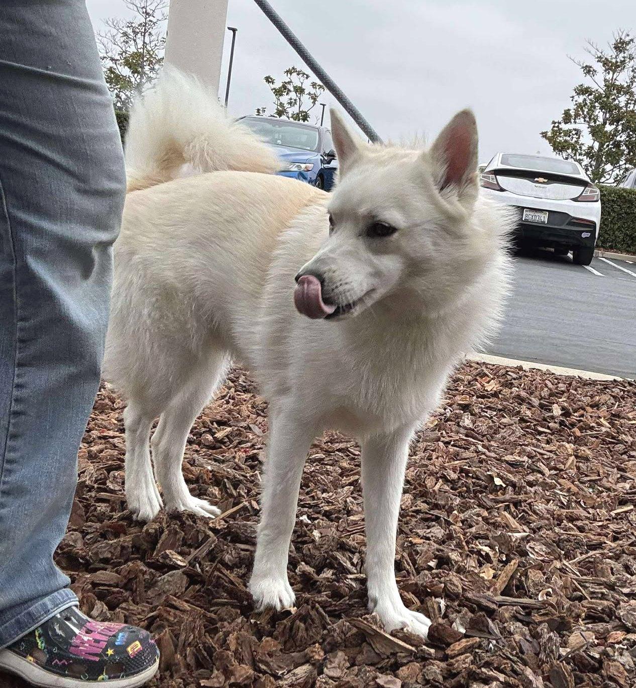 Enlarge Joey, a Adoptable American Eskimo Dog in St. Paul, MN image 2/6
