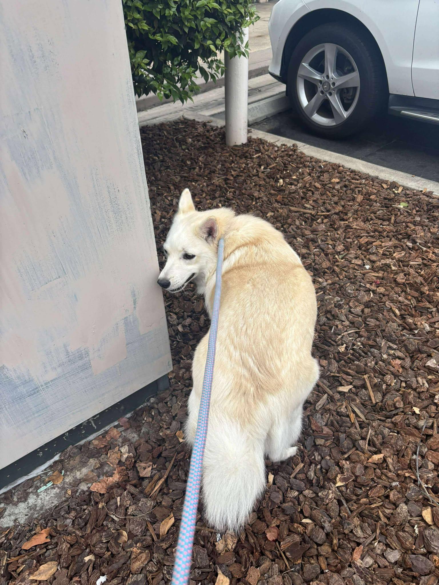 Enlarge Joey, a Adoptable American Eskimo Dog in St. Paul, MN image 6/6