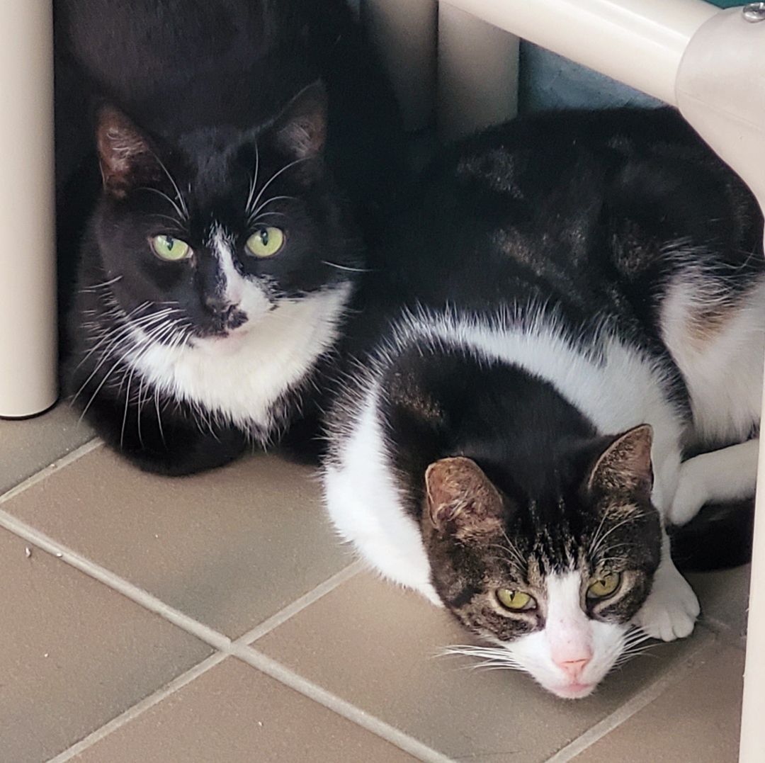 Cookie, a Adoptable mixed breed in Smithtown, NY image 1/2