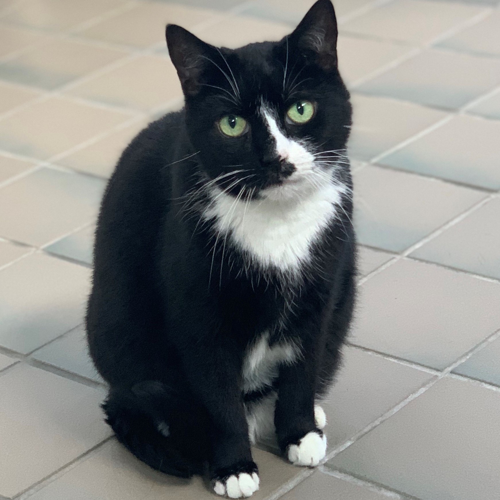 Cookie, a Adoptable mixed breed in Smithtown, NY image 2/2