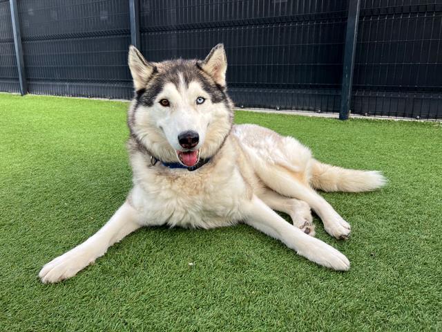 NALU, Adoptable, Adult Male Siberian Husky.