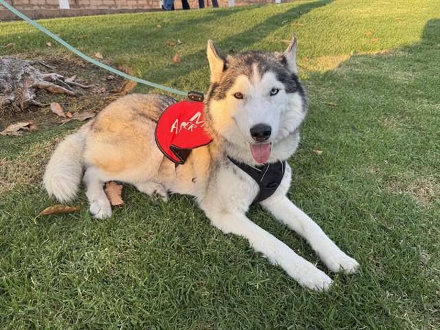 NALU, Adoptable, Adult Male Siberian Husky.