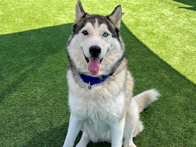 NALU, Adoptable, Adult Male Siberian Husky.