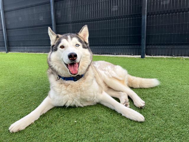 NALU, Adoptable, Adult Male Siberian Husky.
