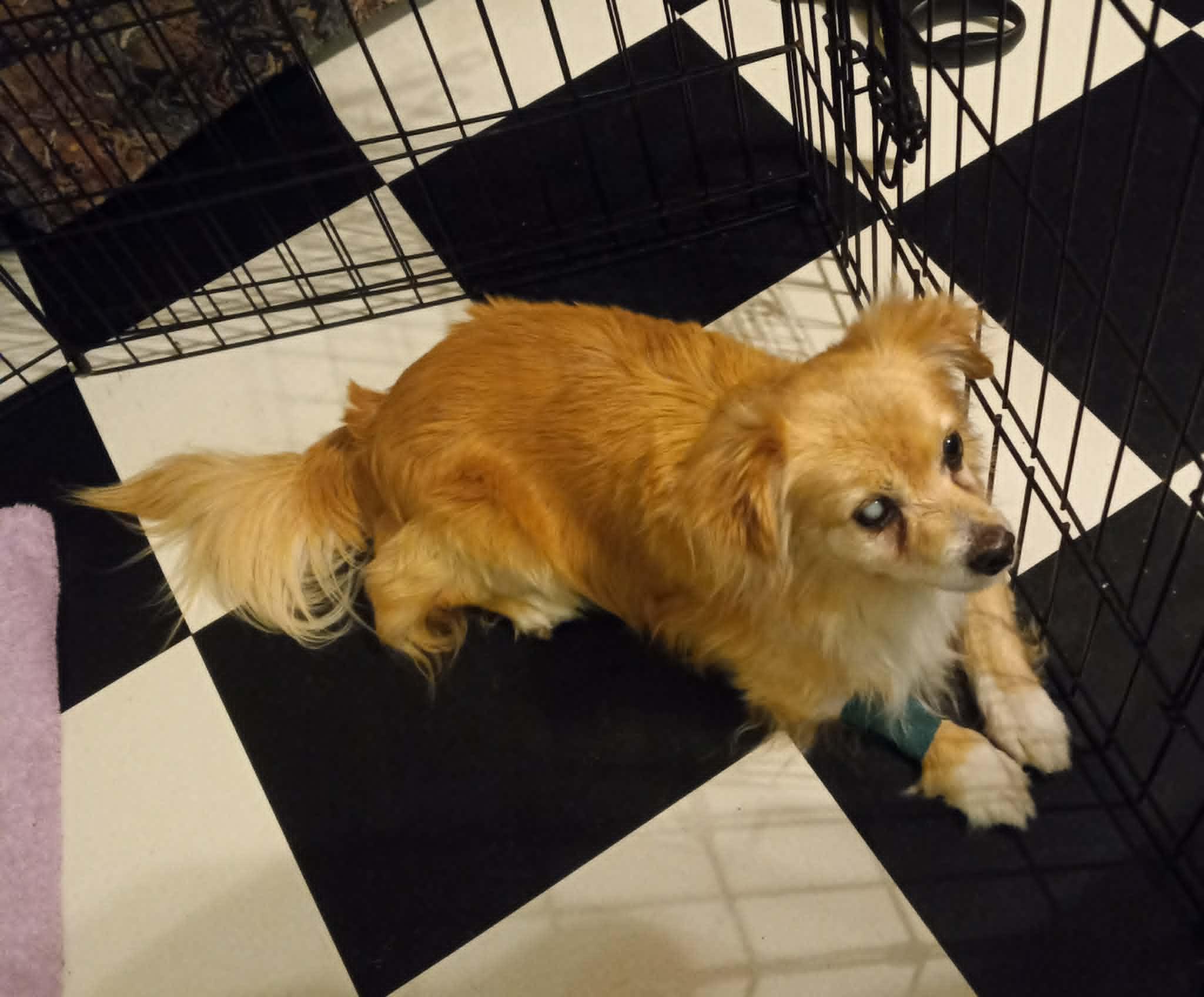 Happy Baby in Kentucky, a ADOPTABLE mixed breed in Albany, KY image 2/4