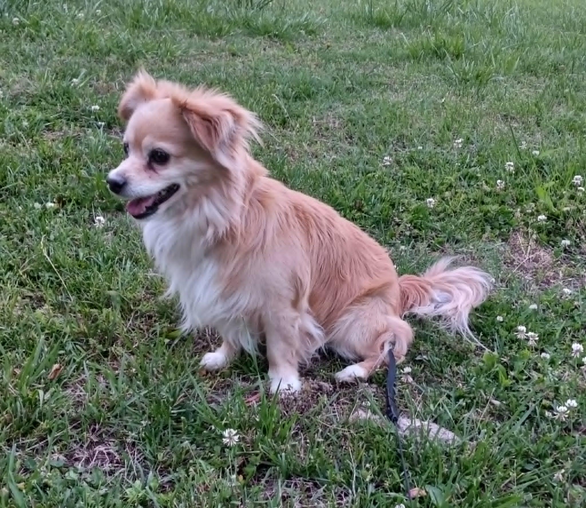 Happy Baby in Kentucky, a ADOPTABLE mixed breed in Albany, KY image 1/4