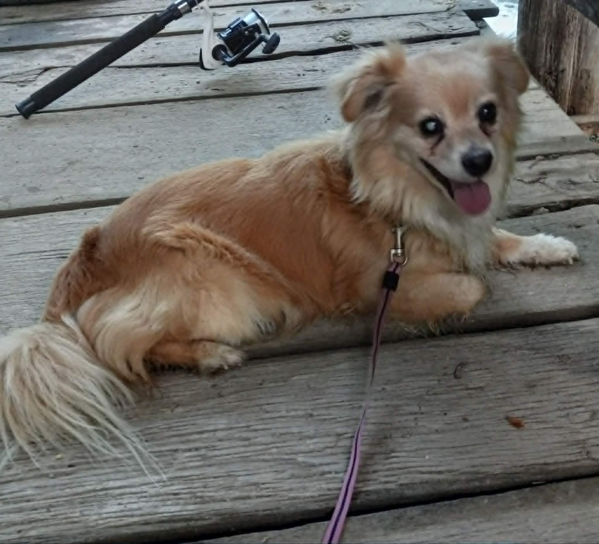 Happy Baby in Kentucky, a ADOPTABLE mixed breed in Albany, KY image 4/4