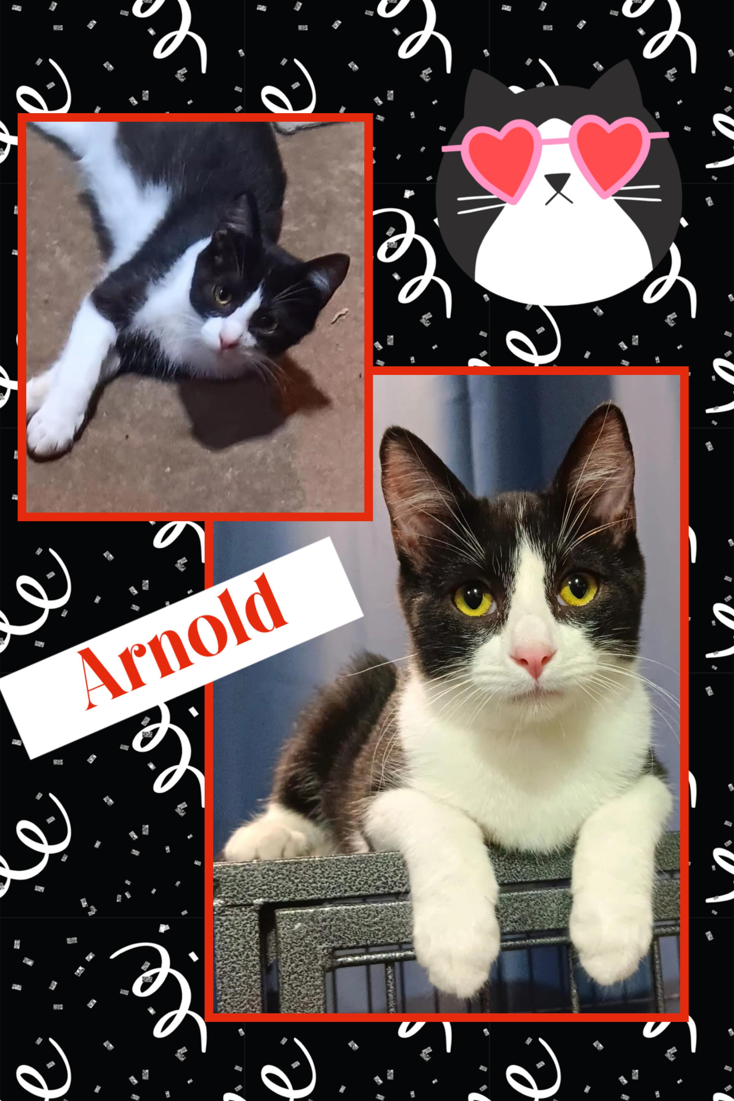 Enlarge Arnold, a Adoptable Domestic Short Hair in Kearney, NE image 1/1