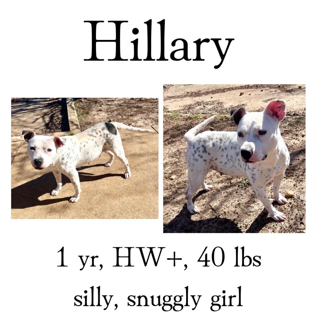 Hillary, Adoptable, Adult Female American Bulldog.