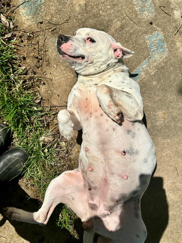 Hillary, Adoptable, Adult Female American Bulldog.