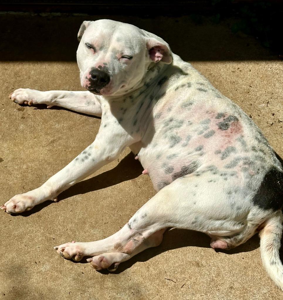 Enlarge Hillary, a Adoptable American Bulldog in Albany, GA image 2/6