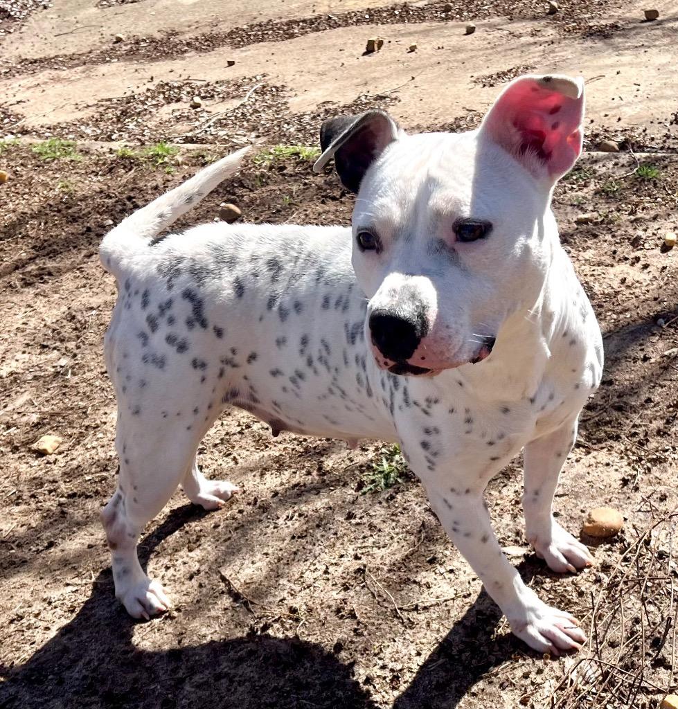 Enlarge Hillary, a Adoptable American Bulldog in Albany, GA image 4/6