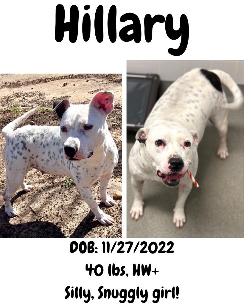 Enlarge Hillary, a Adoptable American Bulldog in Albany, GA image 4/6