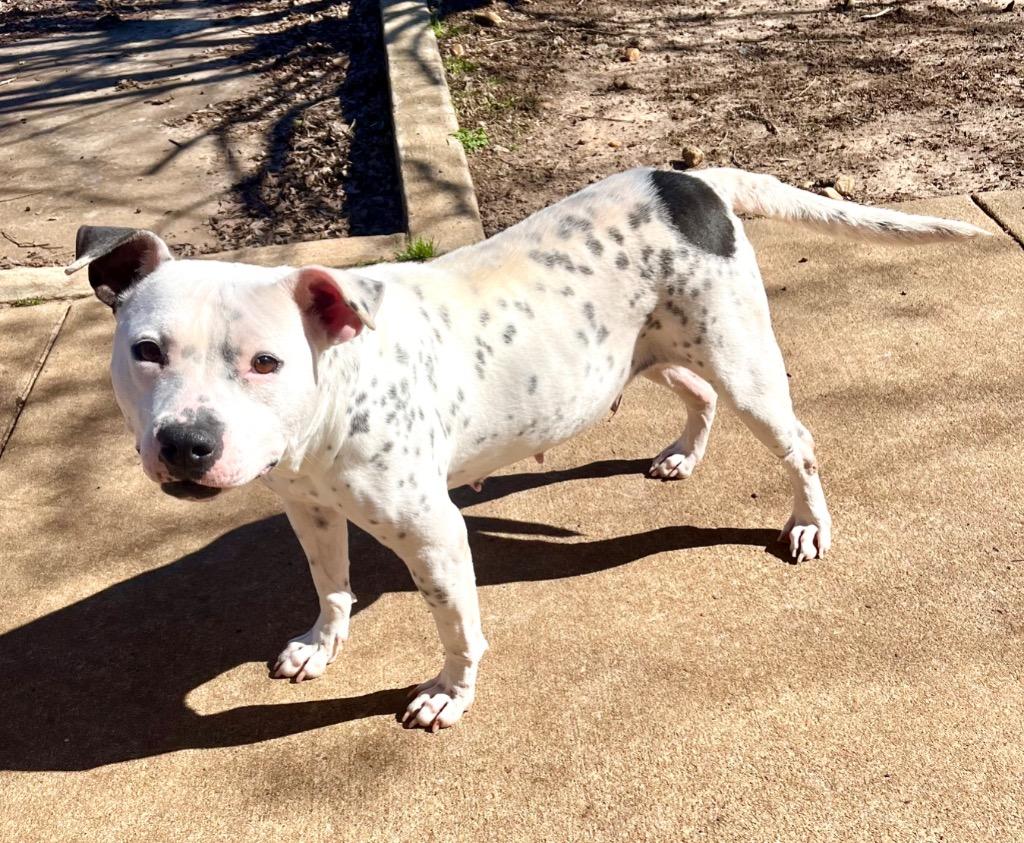 Enlarge Hillary, a Adoptable American Bulldog in Albany, GA image 6/6