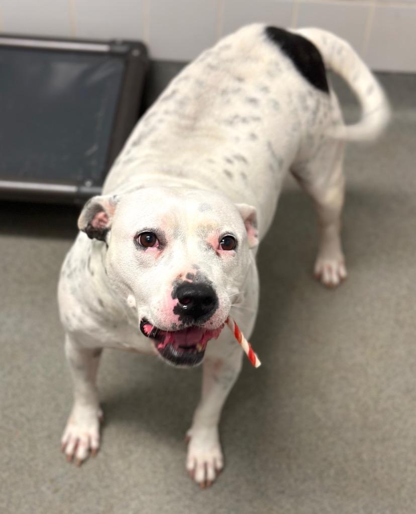 Enlarge Hillary, a Adoptable American Bulldog in Albany, GA image 5/6
