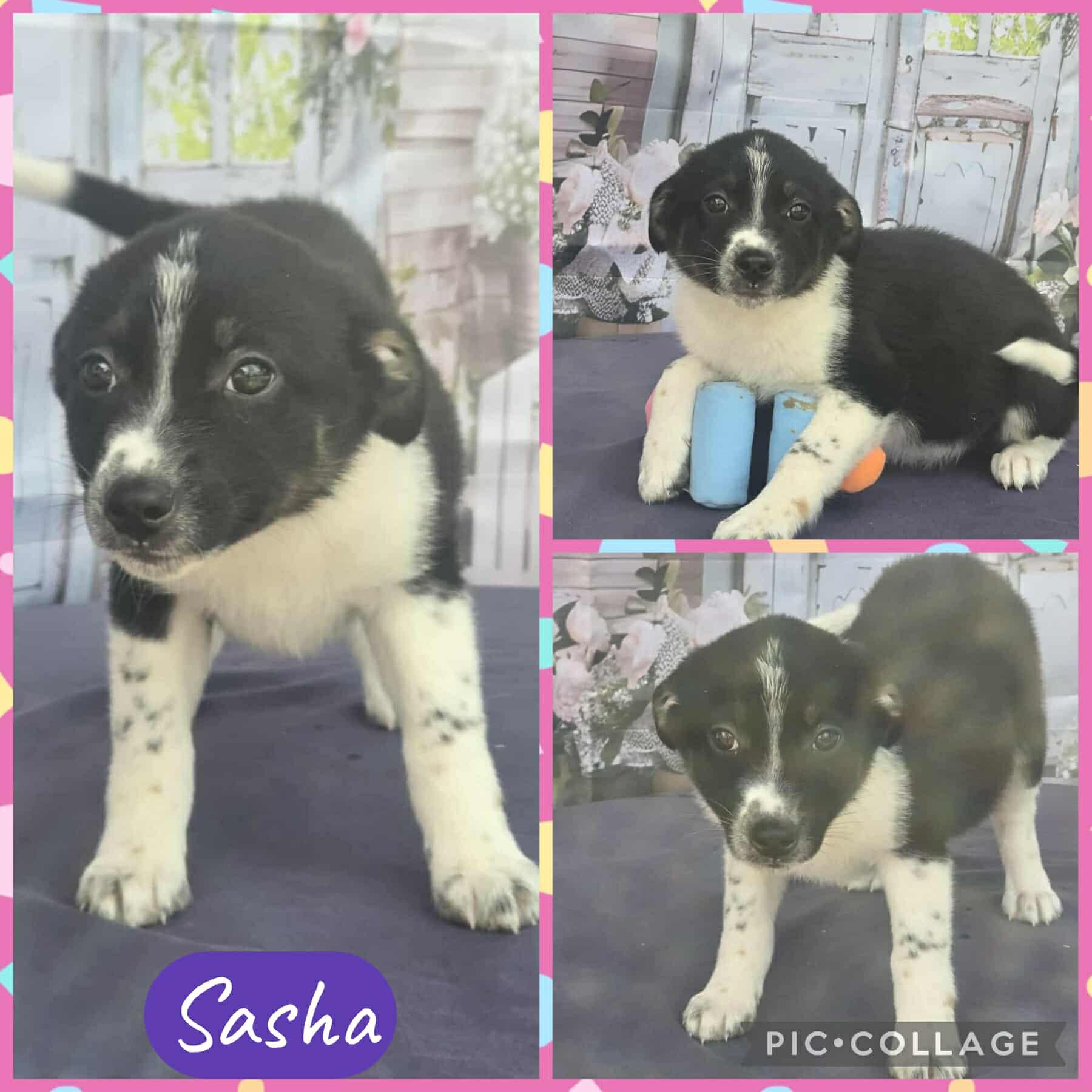 Sasha, Adoptable, Young Female Border Collie.