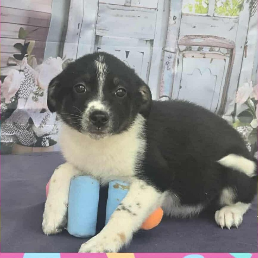 Enlarge Sasha, a Adoptable mixed breed in Tylertown, MS image 1/1