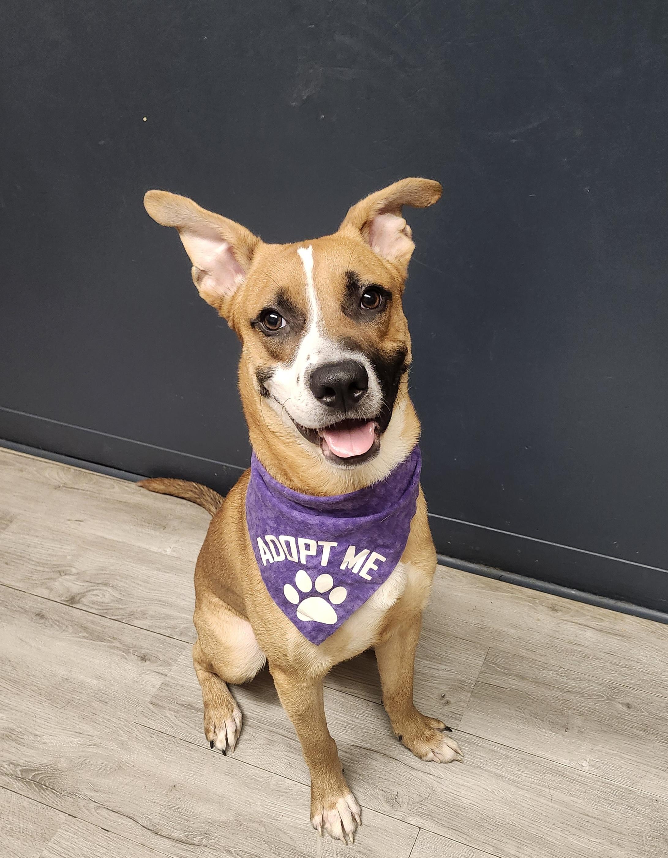Dog for adoption - Mr. Green, a Shepherd &amp; Boxer Mix in Mansfield, OH ...